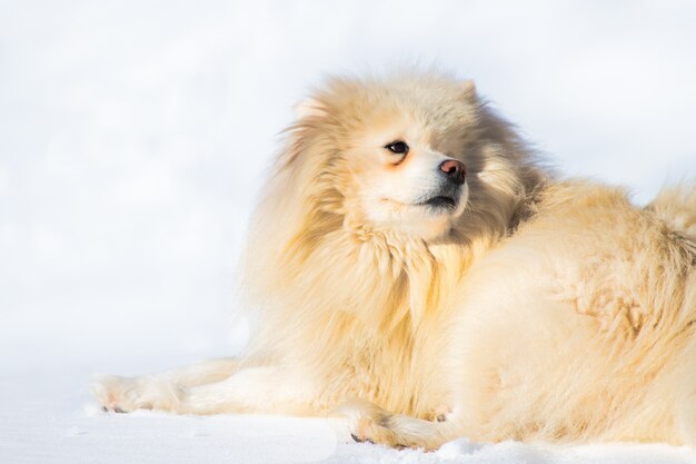 Cane Samoiedo che gioca nella neve