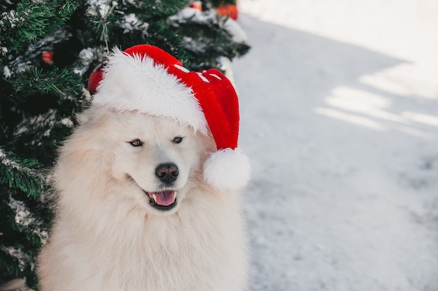 Cane samoiedo durante una passeggiata invernale con un cappello di Babbo Natale