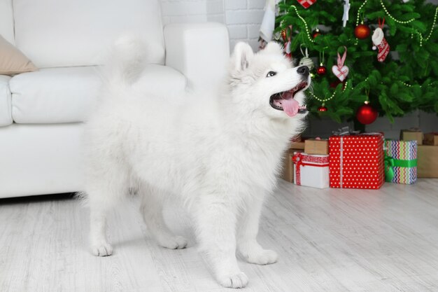 Cane samoiedo in camera con albero di Natale su sfondo bianco divano