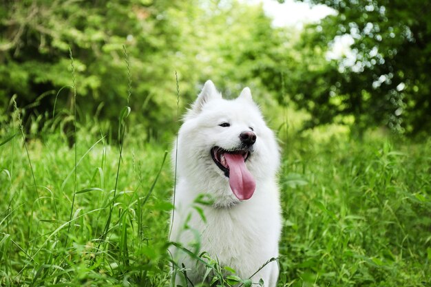 Cane samoiedo lanuginoso nel parco verde