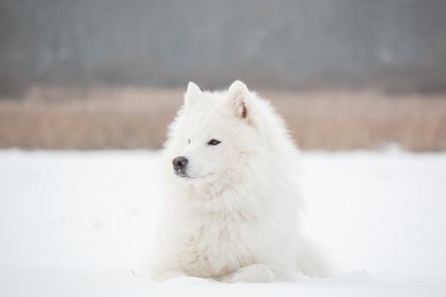 Cane Samoiedo nella neve