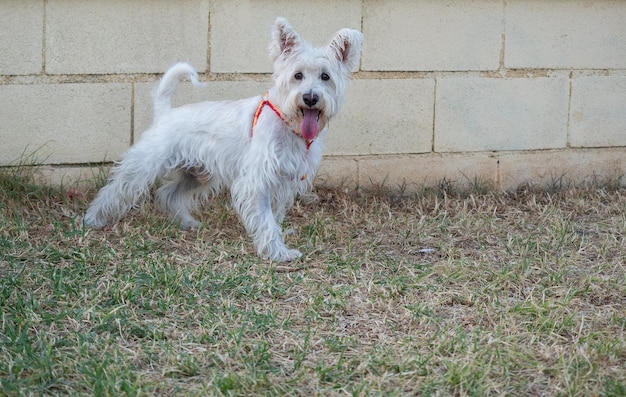 Cane schnauzer bianco che gioca all'aperto nel parco Concepto di animali domestici e animali