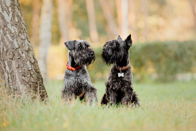 Cane Schnauzer miniatura al parco d'autunno