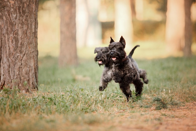 Cane Schnauzer miniatura al parco d'autunno