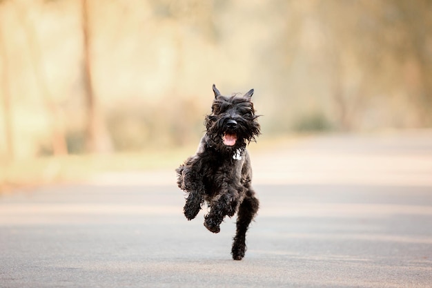 Cane Schnauzer miniatura al parco d'autunno