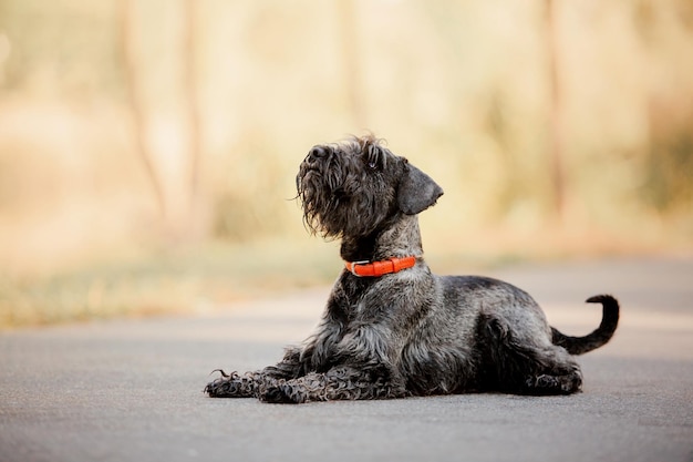 Cane Schnauzer miniatura al parco d'autunno