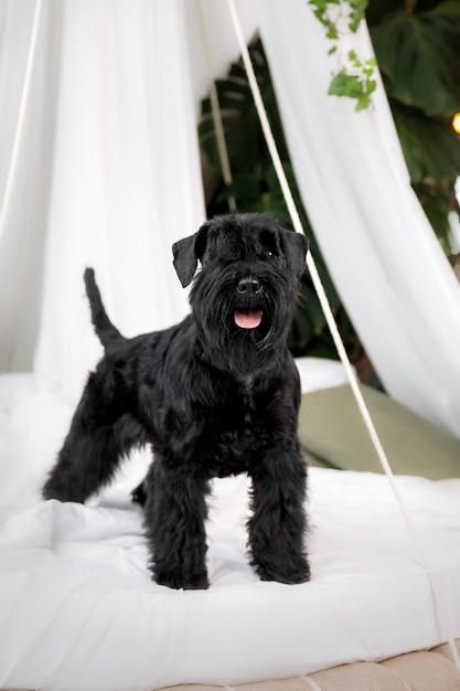 Cane Schnauzer miniatura o Zwergschnauzer indoor