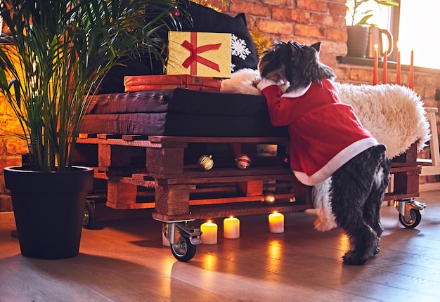 Cane Schnauzer vestito con abiti natalizi in una stanza interna soppalcata con decorazioni natalizie.