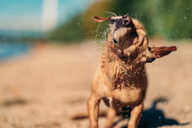 Cane scrollarsi di dosso l'acqua