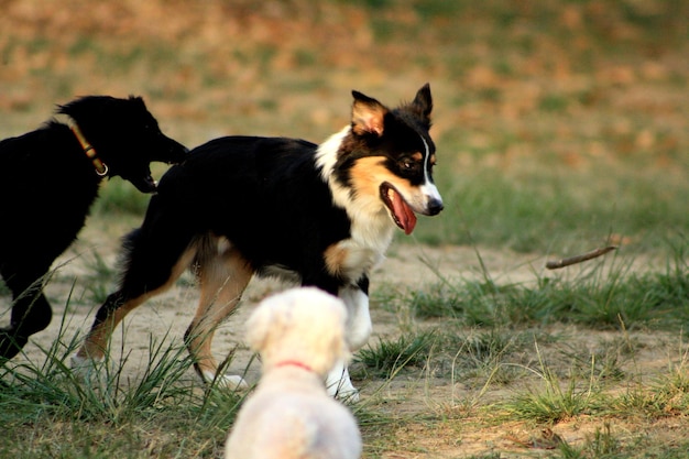 Cane sdraiato a terra