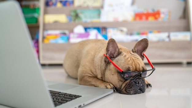 Cane sdraiato accanto al computer portatile contro lo scaffale