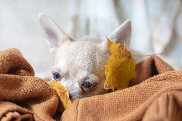 Cane sdraiato su un plaid con foglie cadute di acero cucciolo di chihuahua si riscalda sotto una coperta in autunno freddo