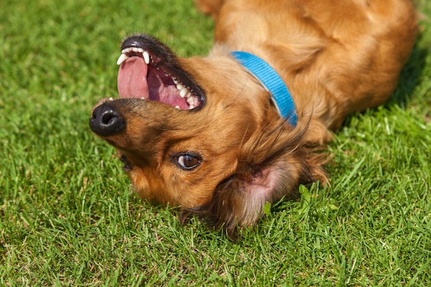 Cane sdraiato sulla schiena su erba verde, cani spaniel misti spaniel