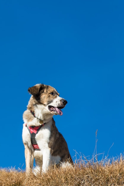 Cane seduto all'aperto nella sua imbracatura