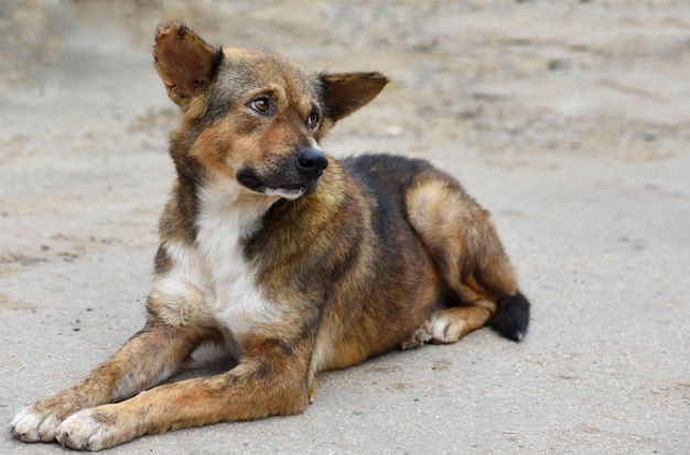 Cane seduto all'aperto