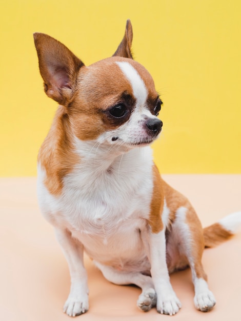 Cane seduto della chihuahua e fondo giallo