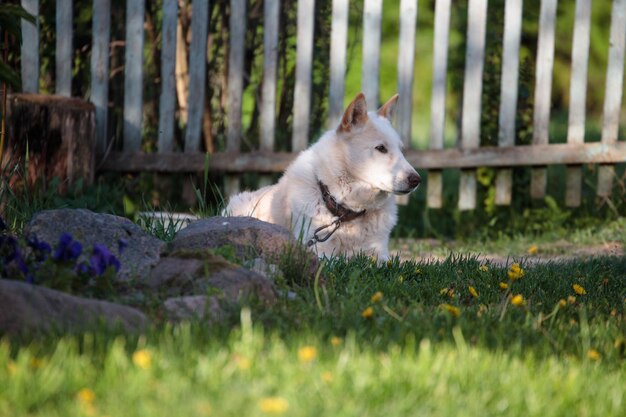 Cane seduto in un campo