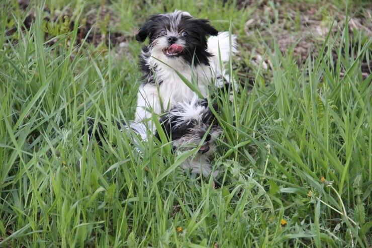 Foto cane seduto nell'erba