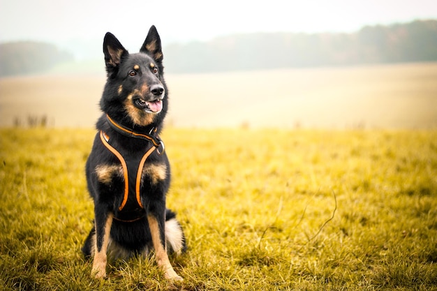 Cane seduto sul campo erboso durante il tempo nebbioso