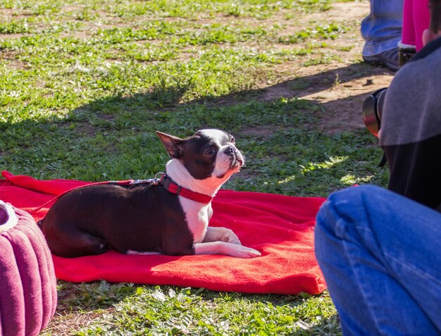 Cane seduto sul campo erboso