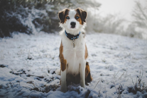 Cane seduto sul campo