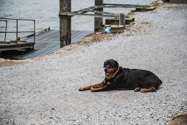 Cane seduto sul moloIl Rottweiler è una robusta razza da lavoro di grande forza discendente dai mastini delle legioni romane