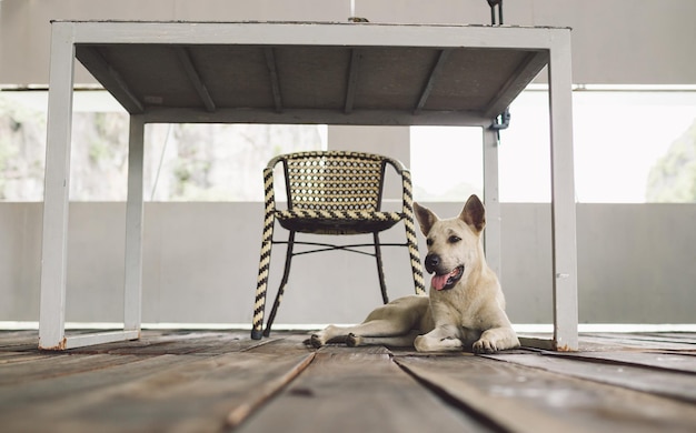 Cane seduto sul pavimento