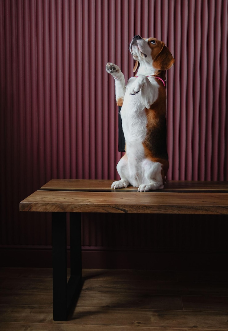 Foto cane seduto sul tavolo