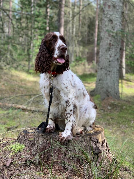 Cane seduto sul tronco di un albero nella foresta