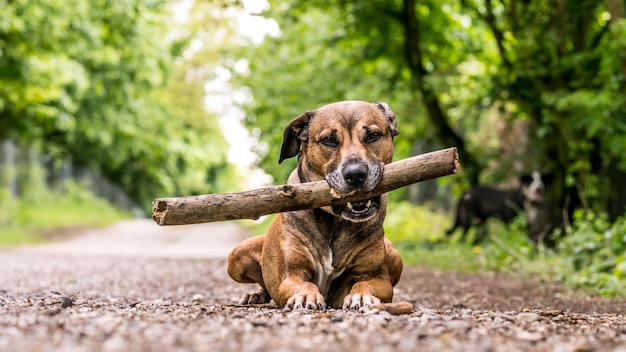 Cane seduto sull'albero