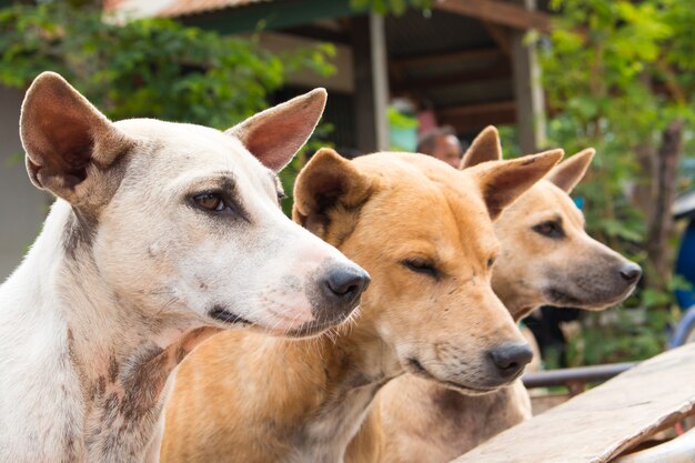 Cane seduto sulla moto che va in viaggio