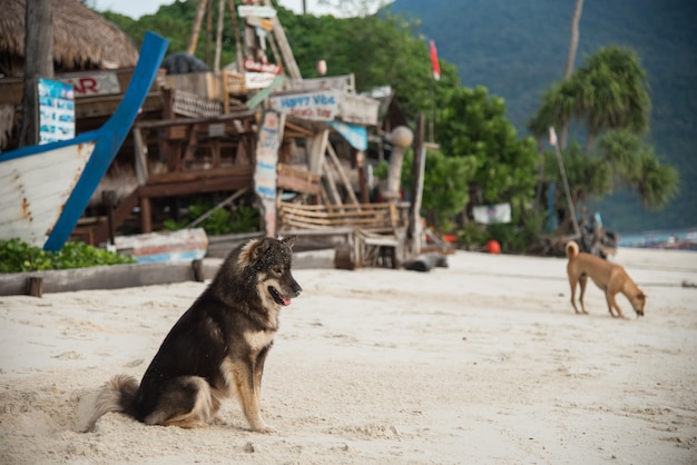 Cane seduto sulla spiaggia