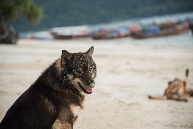 Cane seduto sulla spiaggia