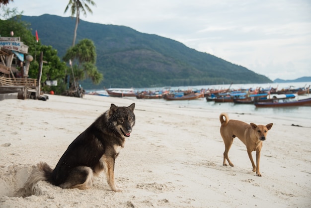 Cane seduto sulla spiaggia