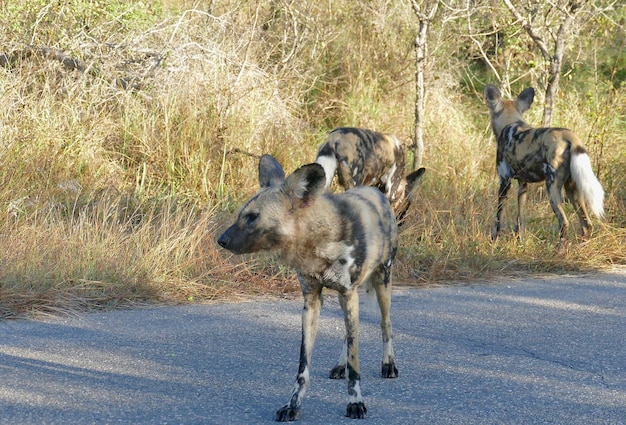 Cane selvatico africano animale grandi orecchie bellissimo animale selvatico su erba verde Botswana Africa