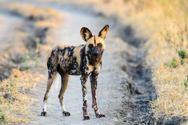 Cane selvatico africano attento