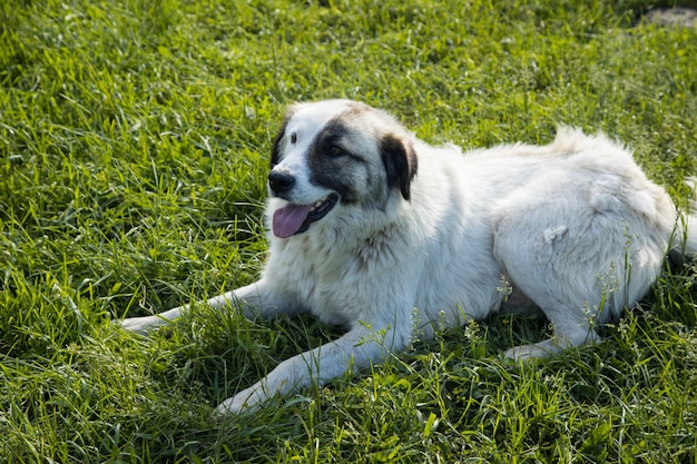 Cane semibianco sul campo in primavera