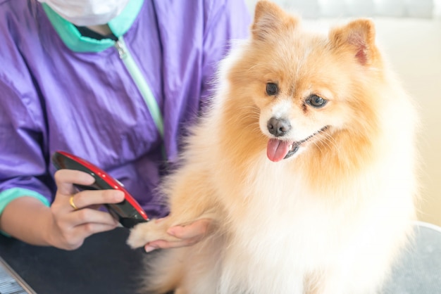 Cane sempre curato al salone