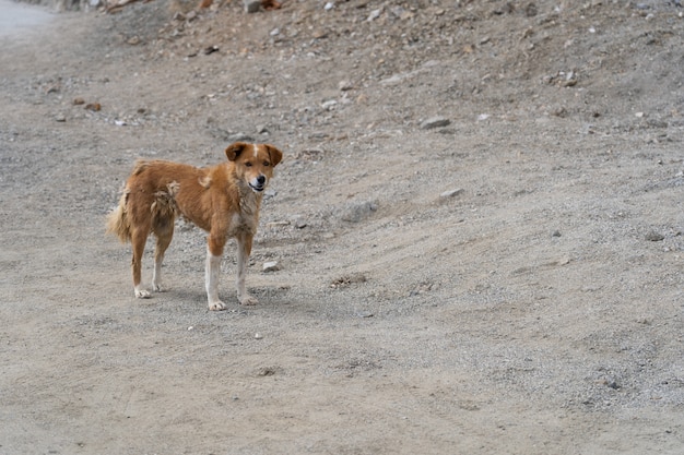 Cane senza casa nel nord dell'India