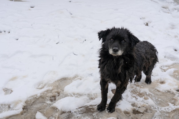 Cane senza casa nel nord dell'India