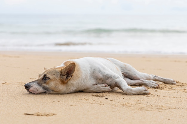 Cane senza casa sulla spiaggia di sabbia marrone. Cane senza tetto che si rilassa sulla spiaggia tropicale della sabbia marrone.