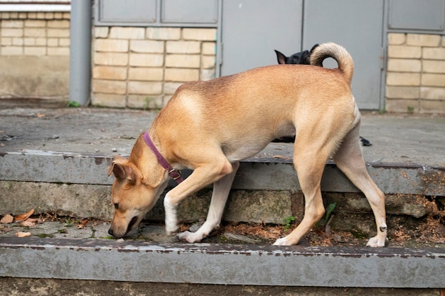 Cane senza casa sulla strada della città vecchia. Problema degli animali senza casa.