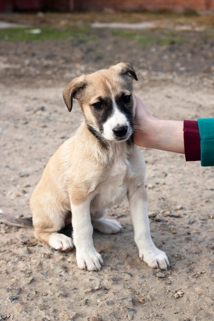 Cane senza casa sulla strada della città vecchia. Problema degli animali senza casa.