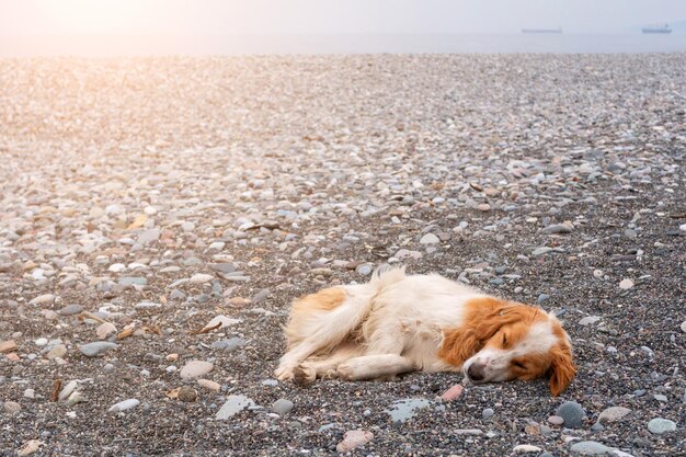 Cane senzatetto che dorme sulla spiaggia