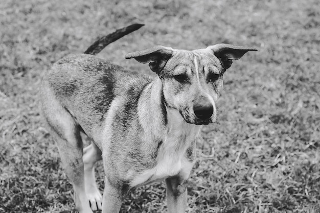 cane senzatetto con una faccia triste in primo piano