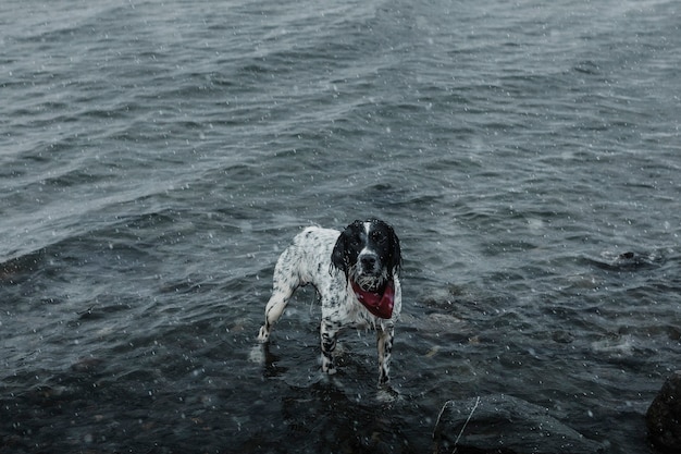 Cane setter inglese in un lago