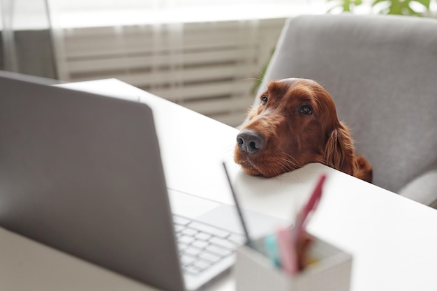 Cane setter irlandese che esamina lo schermo del computer portatile