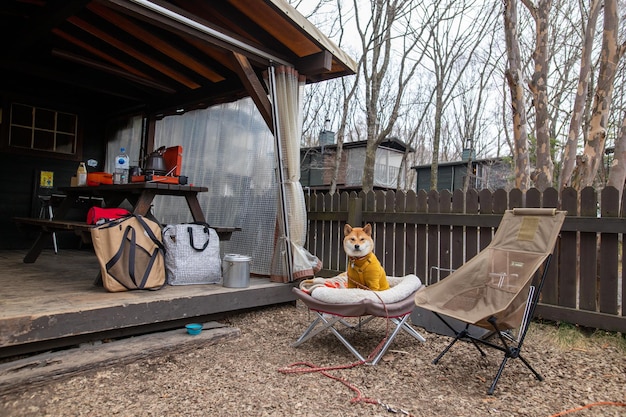 Cane Shiba Inu che gioca con un frisbee nel parco Cane Shiba Inu che gioca all'aperto