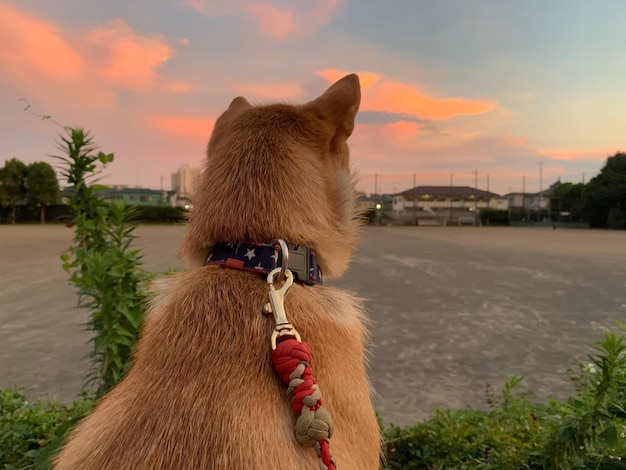 Cane Shiba Inu con tramonto Giovane cane rosso Shiba Inu cucciolo in piedi all'aperto nell'erba autunnale