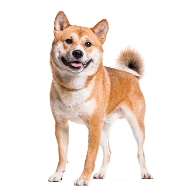 Cane Shiba Inu in piedi, tagliato